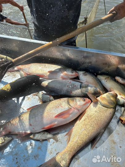 Живая рыба оптом карп толстолобик амур