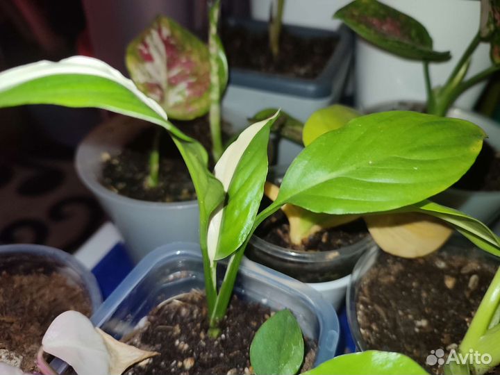 Спатифиллум Пикассо