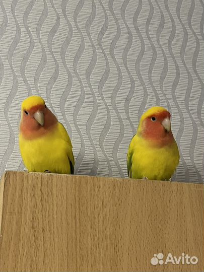 Продам попугаев, пара