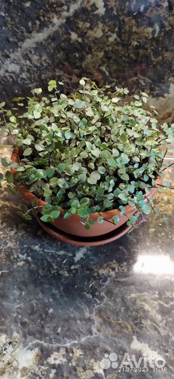 Каллизия, диаметр горшка 20 см