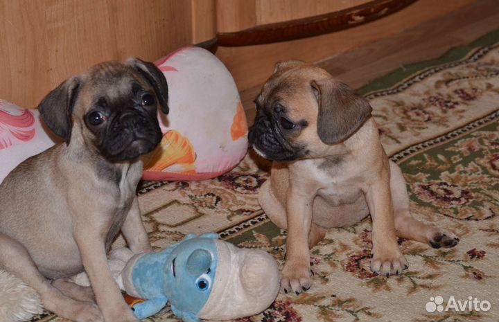 Щенки папа француз мама мопс