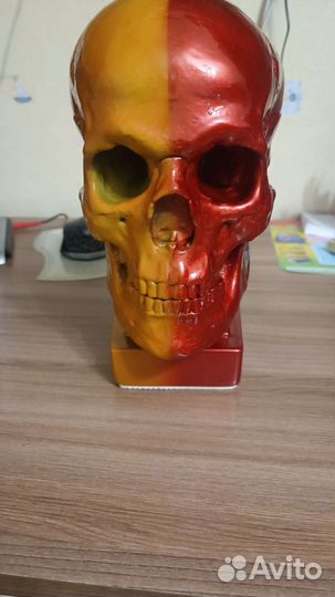 Череп из гипса