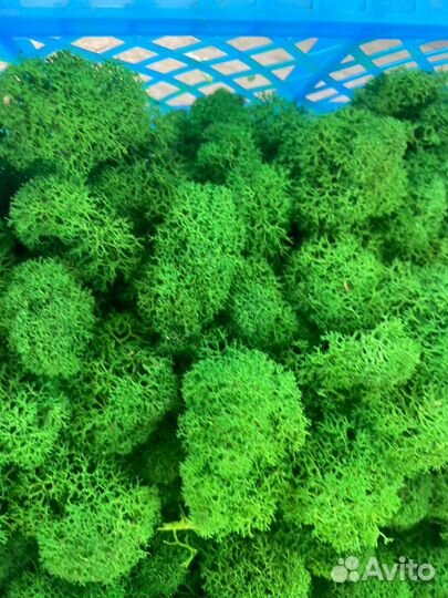 Стабилизированный мох