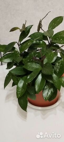 Хойя Карноза