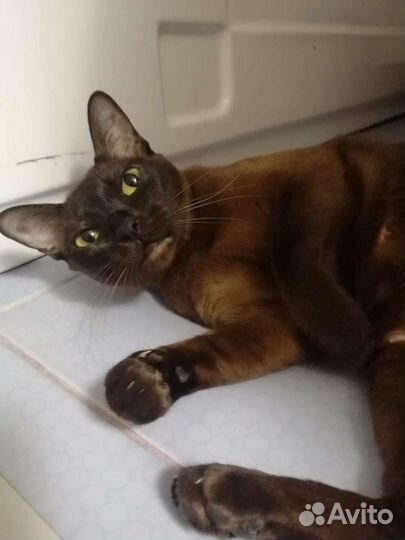 Бурманская