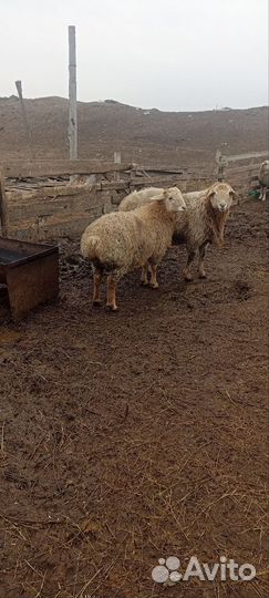 Ягнята баранчики