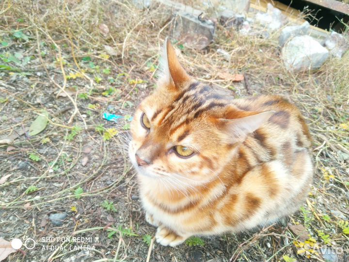 Бенгальский леопард