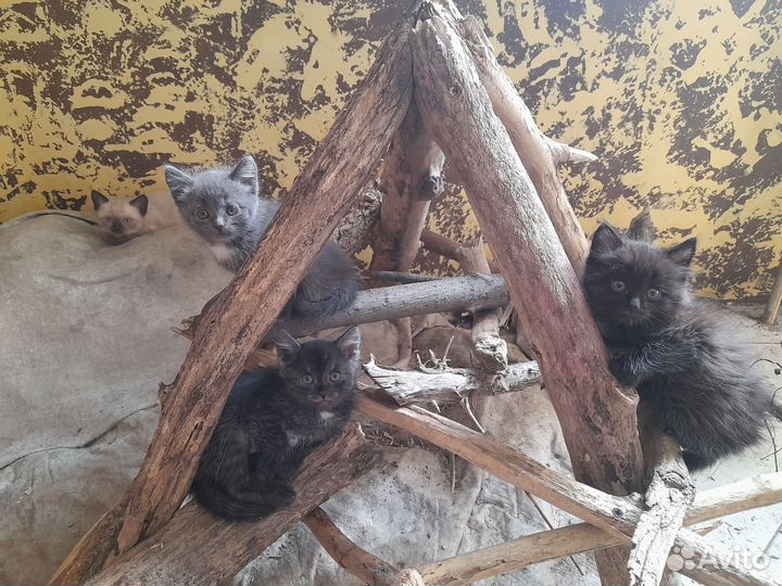 Отдам бесплатно