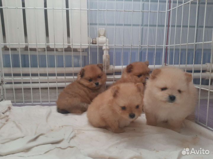 Миняшки Померашки