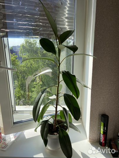 Фикус каучуконосный