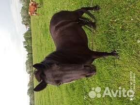 Пони кабылка