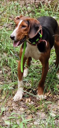 Финская гончая