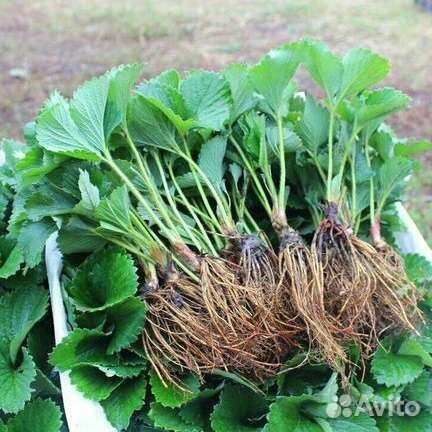 Рассада клубники сорт