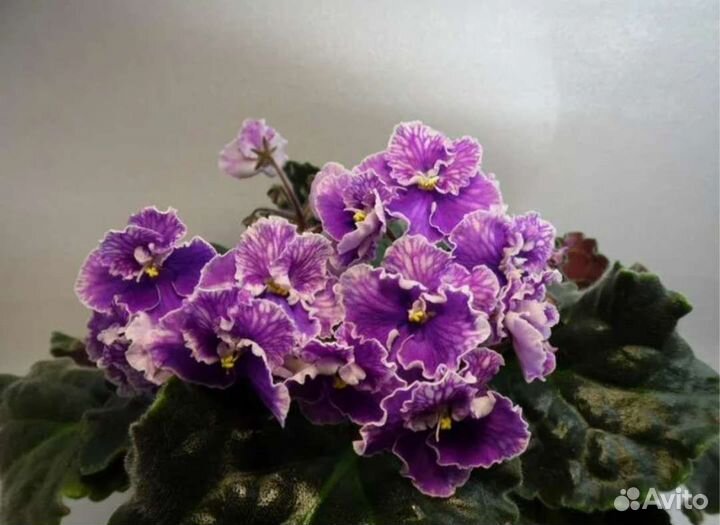 Фиалка Carnival (стартер)