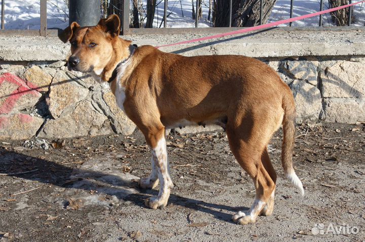 Рыжая девчуля