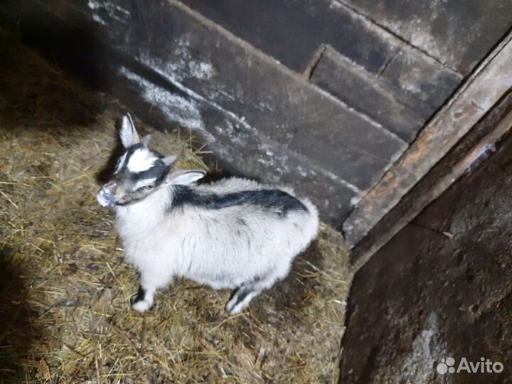 Козы дойные, Чешский козлик от высокоудойной козы