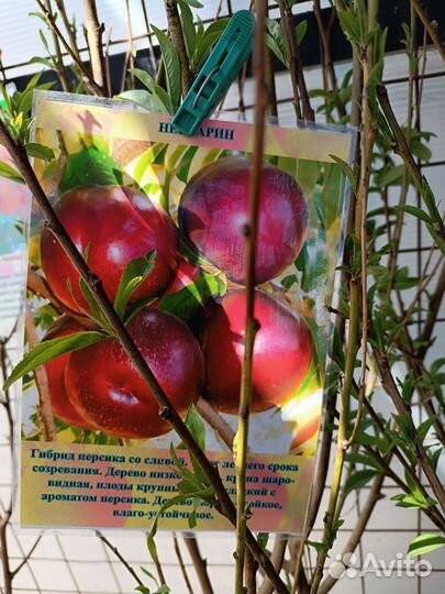 Саженцы абрикос