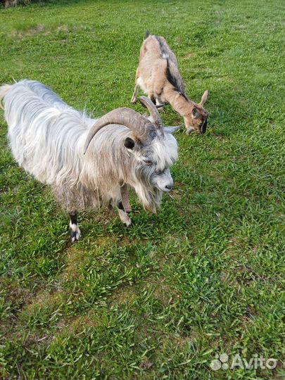 Продам коз дойных, козлика