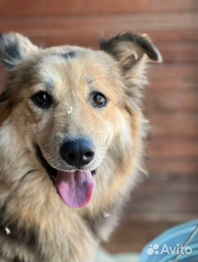 Красотка Милена очень хочет домой из приюта