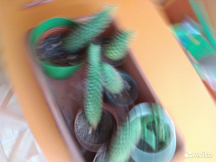 Кактусы и цветы