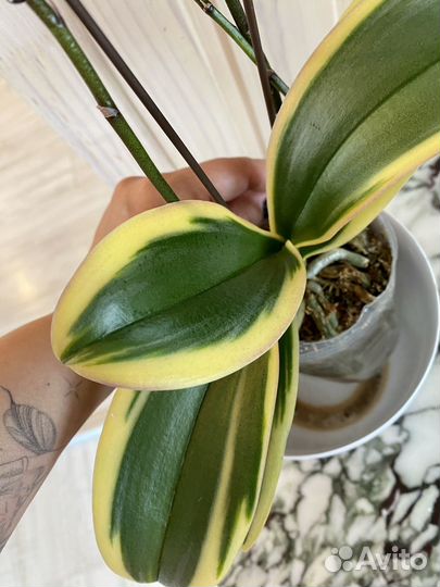 Орхидея вариегатная пелор