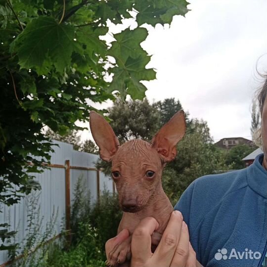 Щенки ксоло миниатюрной разновидности