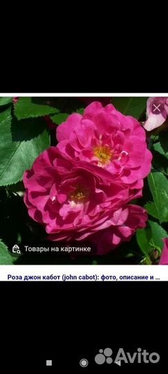 Канадские морозостойкие розы