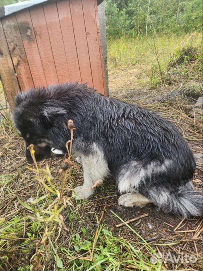 Метис овчарки