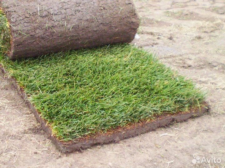 Рулонный газон под ключ