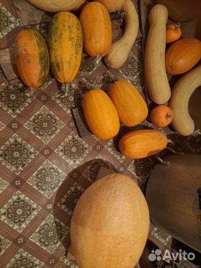 Тыква свежая