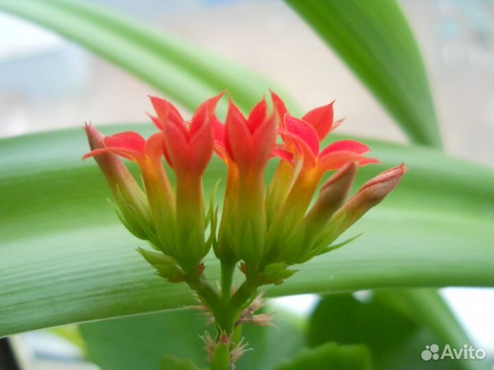 Комнатные цветы