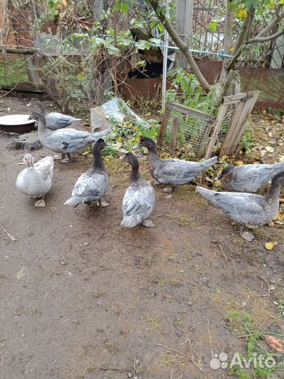 Мускусные утки