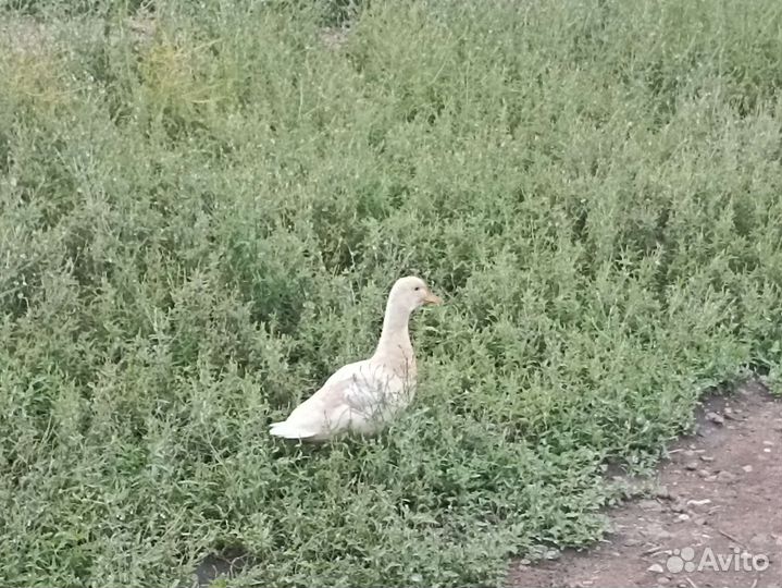 Белые дикие утки