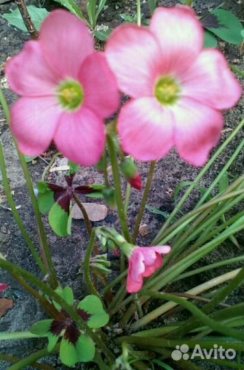 Оксалис Iron Cross