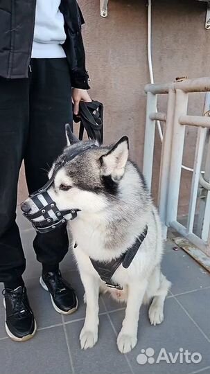 Намордник для собак