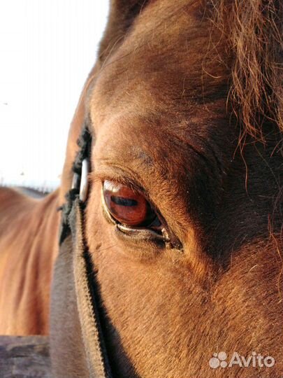 Навоз конский