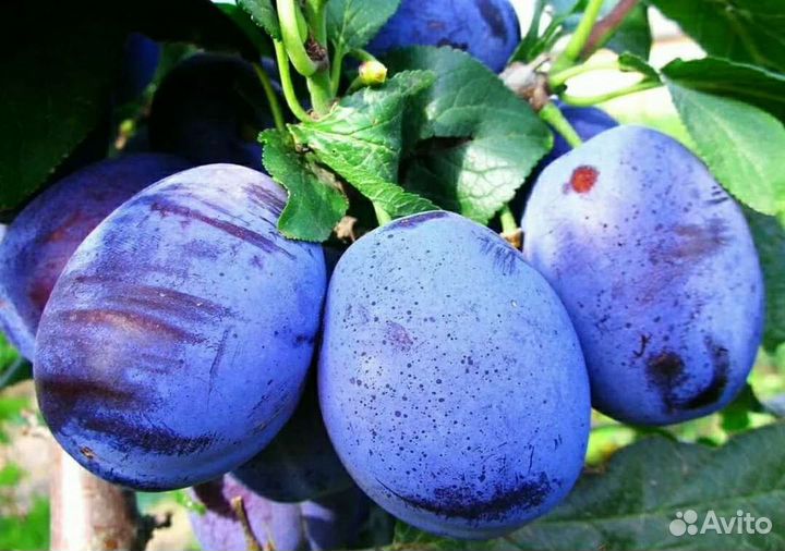 Слива Чачакская