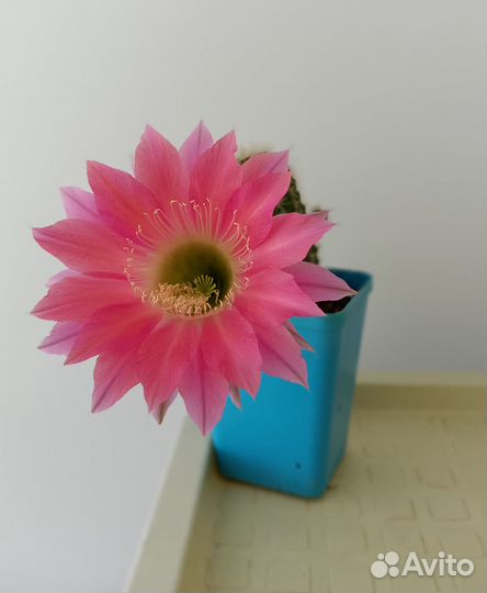 Сортовые эхинопсисы, можно почтой