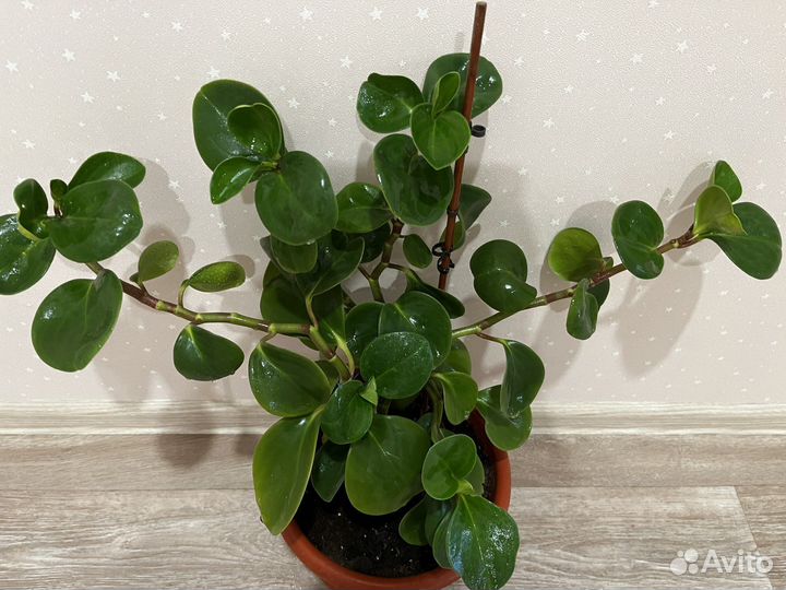 Пеперомия туполистная в горшке