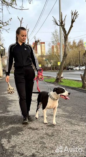 Стаффорд девочка в добрые руки