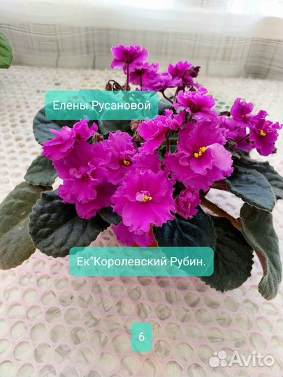 Фиалки,Глоксинии