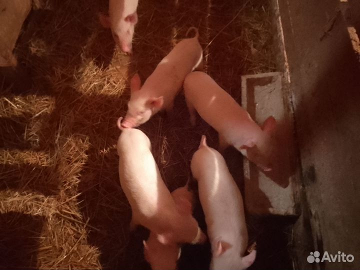 С/х животные