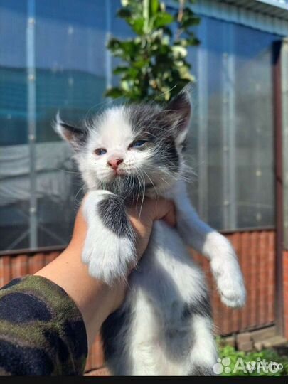 Отдам котят и кошку