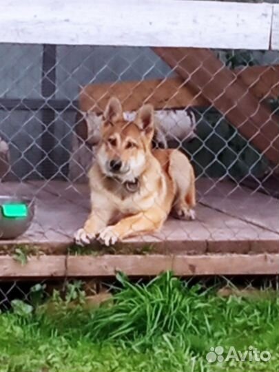 Отдам в добрые руки лайку