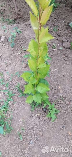 Саженцы вишни кустовой