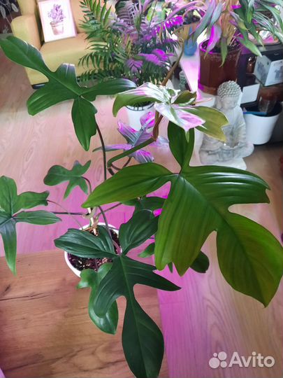 Филодендрон