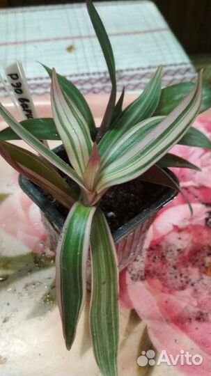 Рэо вариегат.,Рэо ладья Моисея (виды традесканции)