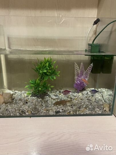 Аквариум с рыбками