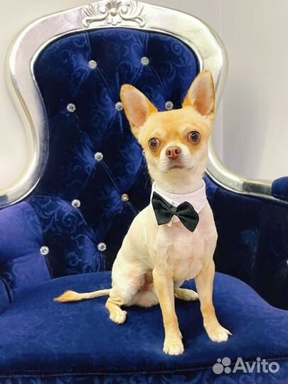 Вязка чихуахуа