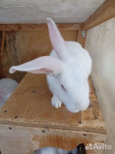 Кролики белый паннон